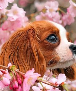 cavalier-puppy-and-blossoms-paint-by-numbercavalier-puppy-and-blossoms-paint-by-number