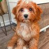 cavapoo-dog-paint-by-numbers