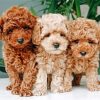 cavapoo-puppies-paint-by-numbers