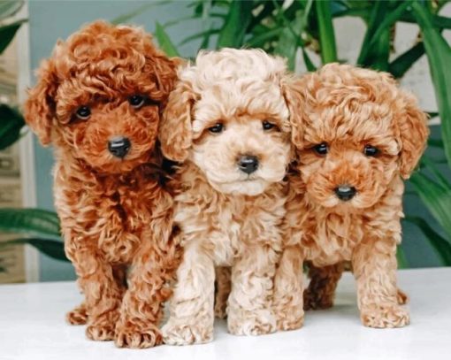 cavapoo-puppies-paint-by-numbers