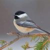 chickadee-paint-by-numbers