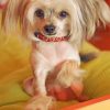 chinese-crested-dog-paint-by-number