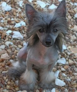 chinese-crested-paint-by-number