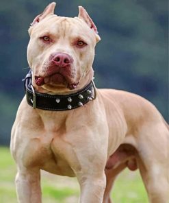 cool-pit-bull-paint-by-number