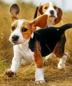 cute-beagles-paint-by-number