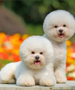 cute-bichon-puppies-paint-by-number