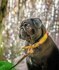 cute-black-pug-paint-by-number