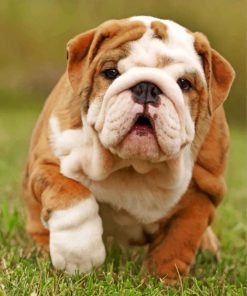 cute-british-bulldog-paint-by-number