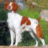 cute-brittany-spaniel-paint-by-numbers