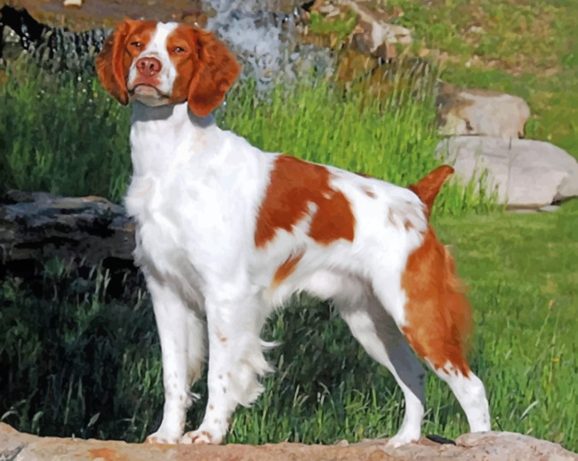 cute-brittany-spaniel-paint-by-numbers