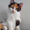 cute-calico-cat-paint-by-numbers