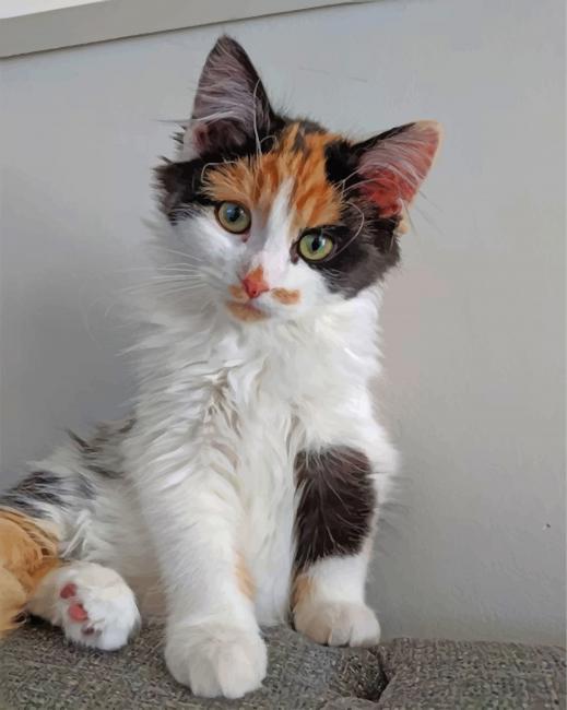 cute-calico-cat-paint-by-numbers