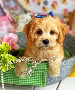 cute-cavachon-puppy-paint-by-number