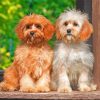 cute-cavapoo-dogs-paint-by-numbers