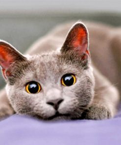 cute-grey-cat-paint-by-number