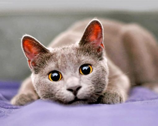 cute-grey-cat-paint-by-number