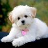 cute-maltese-paint-by-number