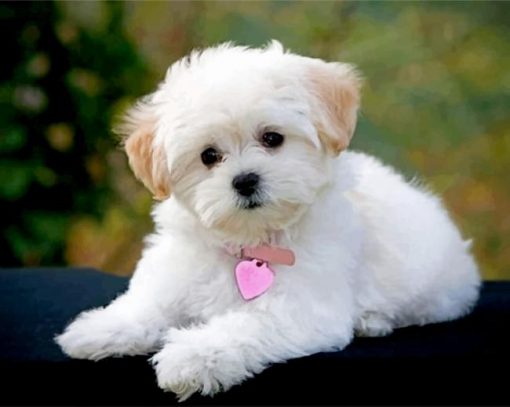 cute-maltese-paint-by-number