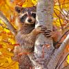 cute-raccoon-paint-by-number
