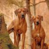 Cute Rhodesian Ridgeback