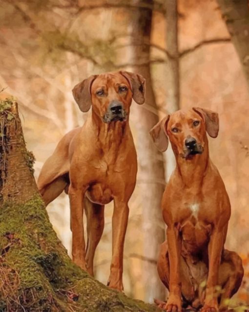 Cute Rhodesian Ridgeback