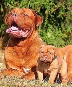 dogue-de-bordeaux-like-mother-like-son-paint-by-number