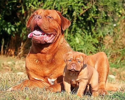 dogue-de-bordeaux-like-mother-like-son-paint-by-number