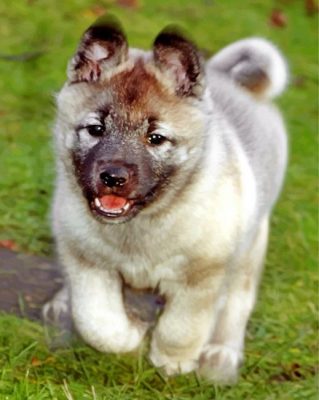 elkhound-puppy-paint-by-numbers