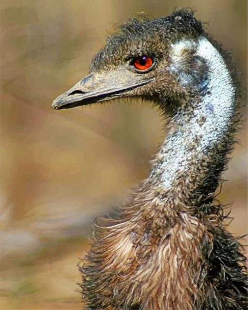 emu-portrait-paint-by-number