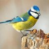 eurasian-blue-tit-cyanistes-caeruleus-bird-paint-by-numbers