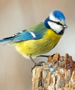 eurasian-blue-tit-cyanistes-caeruleus-bird-paint-by-numbers