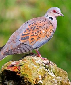 europeans-turtle-dove-paint-by-numbers