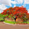 flamboyant-tree-paint-by-numbers