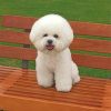 fluffy-bichon-frise-paint-by-numbers