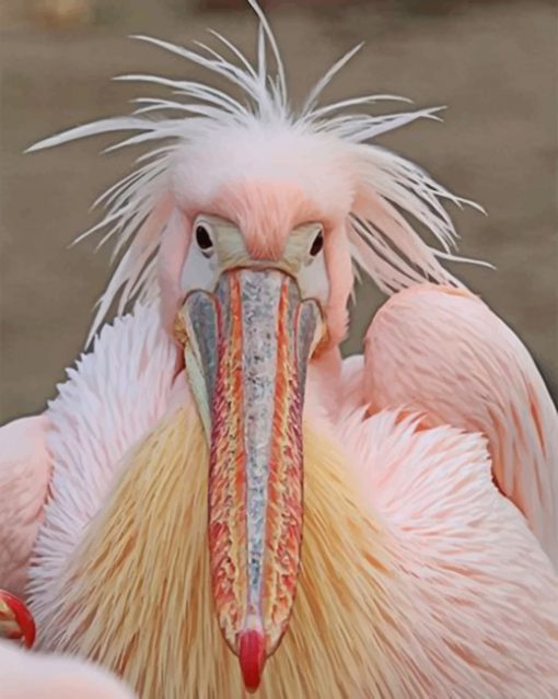 fluffy-pelican-paint-by-numbers