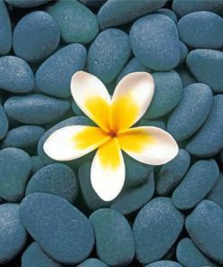 frangipani-and-stones-paint-by-number
