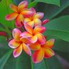 frangipani-paint-by-numbers