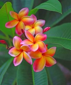 frangipani-paint-by-numbers
