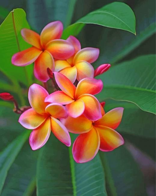 Frangipani Flowers - Paint By Number - NumPaint - Paint by numbers