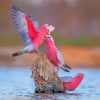 galah-birds-paint-by-numbers