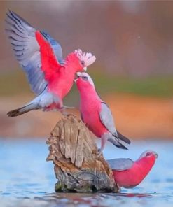 galah-birds-paint-by-numbers