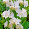 gardenias-Flowering-Plant-paint-by-numbers