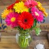 gerbera-daisy-paint-by-number