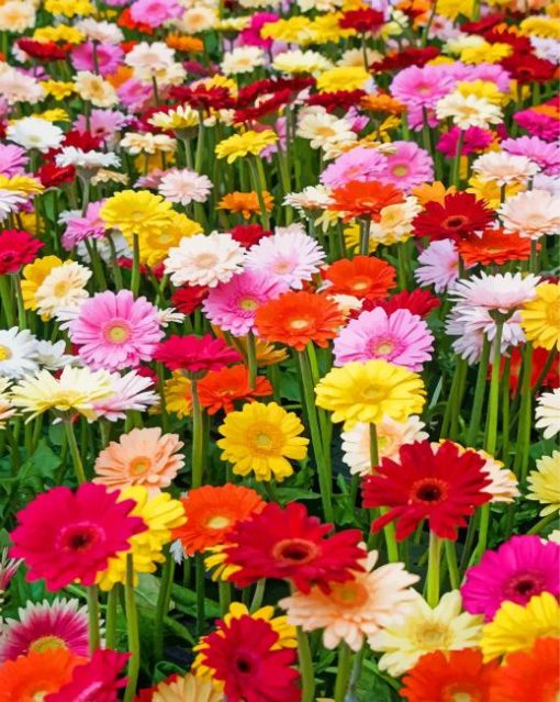 gerbera-daisy-paint-by-number
