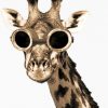 giraffes-with-sunglasses-paint-by-number