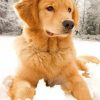 golden-retriever-in-the-snow-paint-by-number