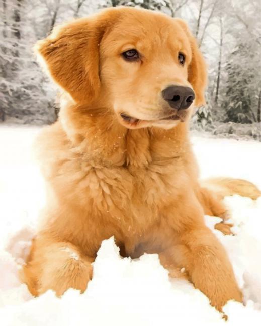 golden-retriever-in-the-snow-paint-by-number