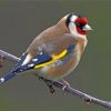 goldfinch-bird-paint-by-numbers
