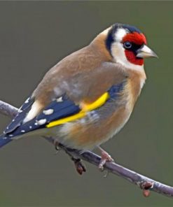 goldfinch-bird-paint-by-numbers