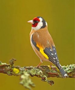 goldfinch-paint-by-numbers